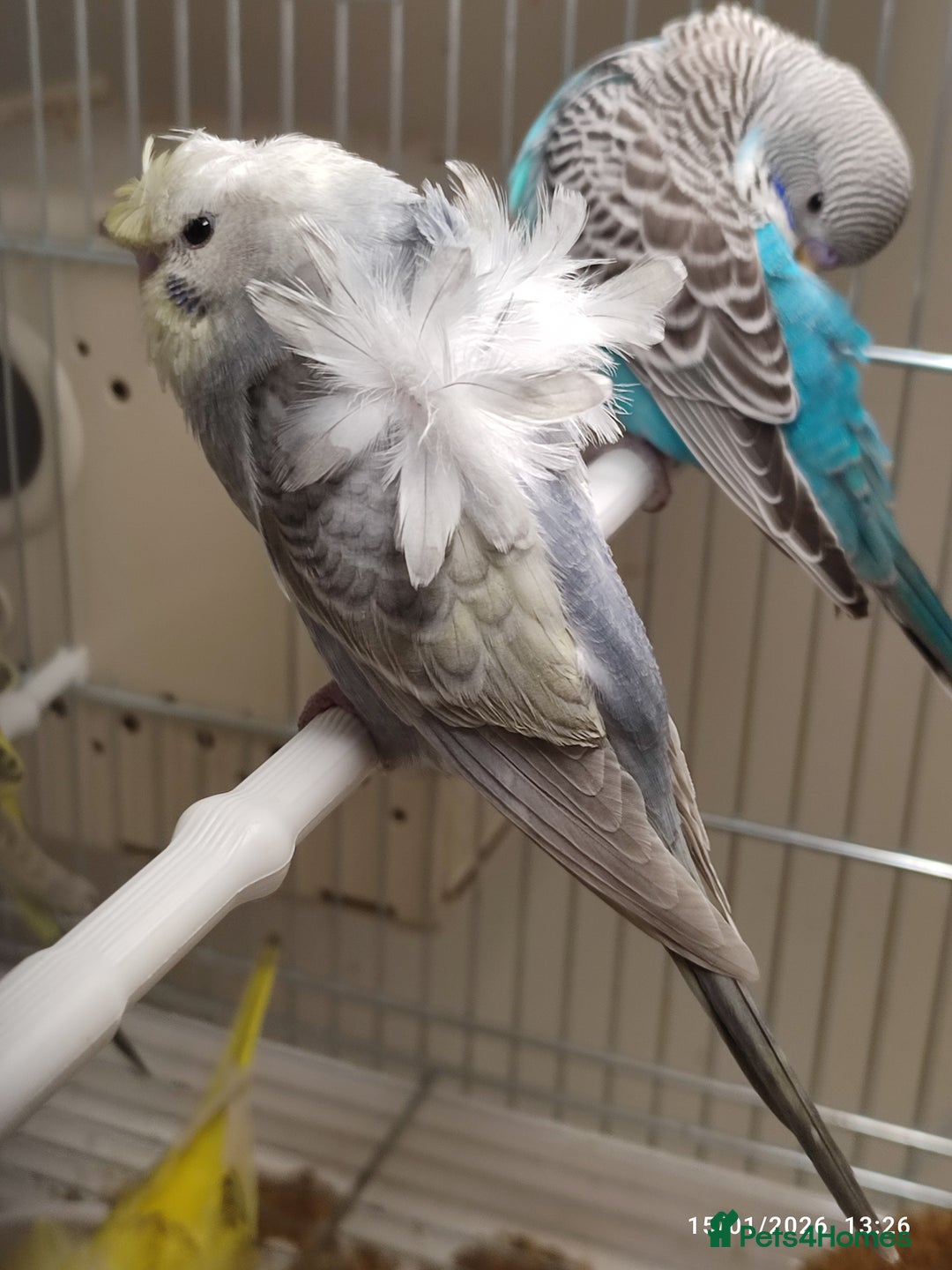 Budgerigars birds for sale: Budgies  - Advert 5