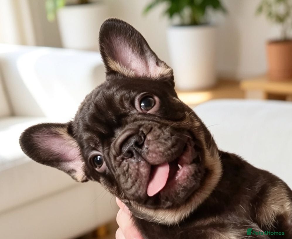 French Bulldog dogs !REDUCED!⭐️Coco&Nero⭐️   Ready Now! - Advert 1