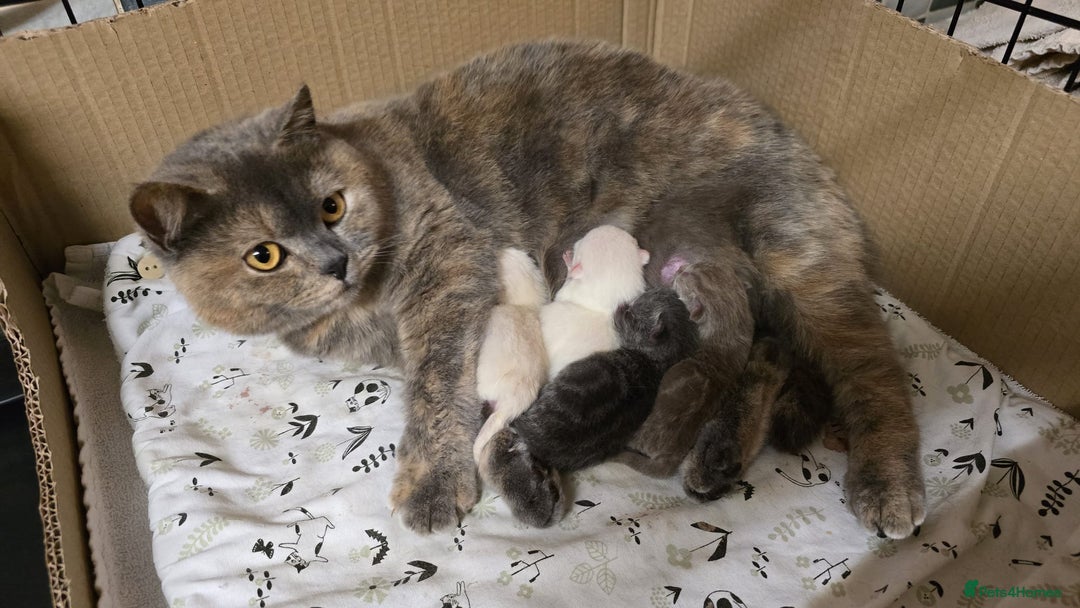 British Shorthair cats for sale: BEAUTIFUL CREAM COLOURPOINTED BSH - Image 4