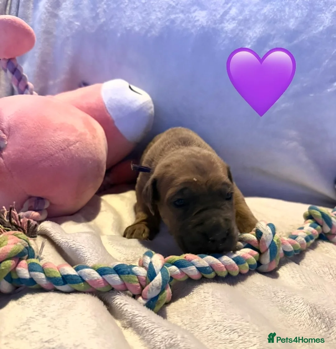 Cane Corso dogs for sale: Cane corso puppies ICCF registered  - Advert 6