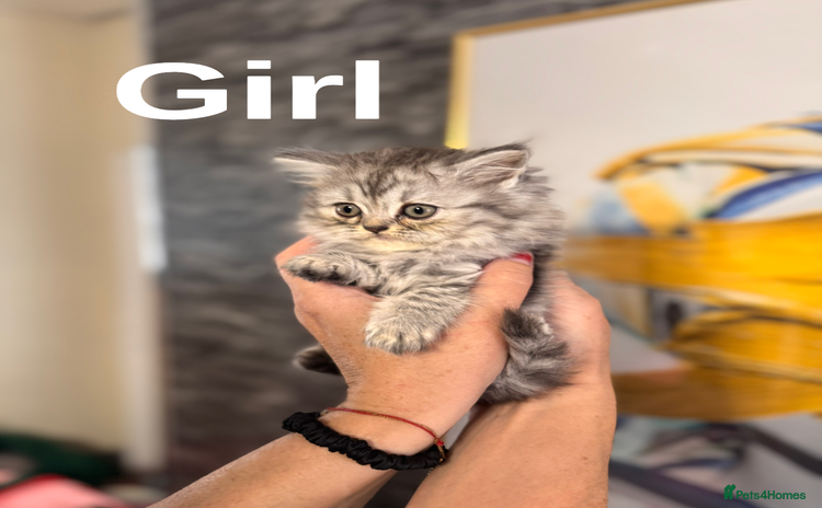 British Longhair cats - Advert 1