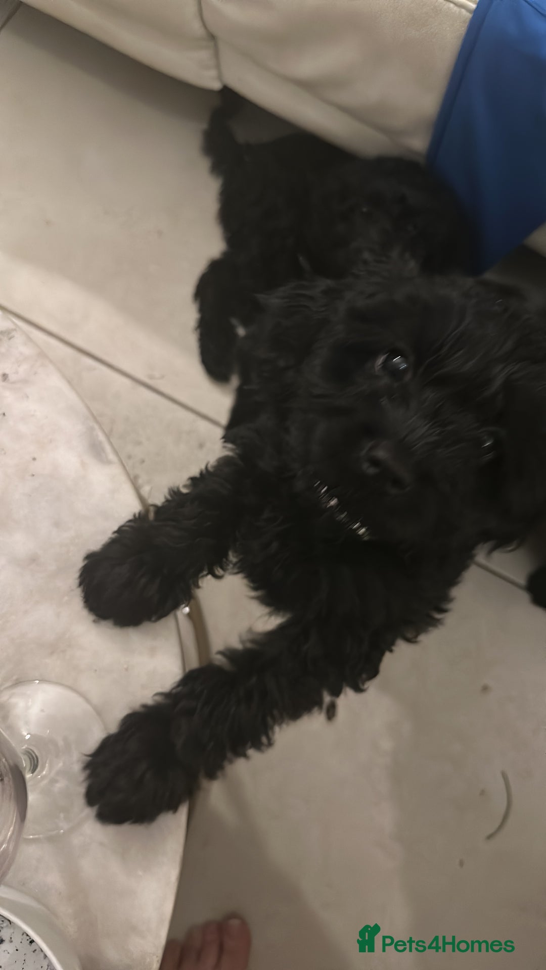 Cavapoo dogs for sale: REDUCED Black/Red Cavapoo therapy pups for sale  - Image 22