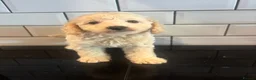 Cavapoo dogs for sale: Exceptional curly coat health tested cavapoo pups in Otley - Advert 19