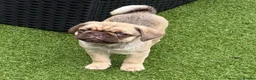 Pug dogs for sale: Absolutely Stunning KC registered Pug Puppies  - Advert 14