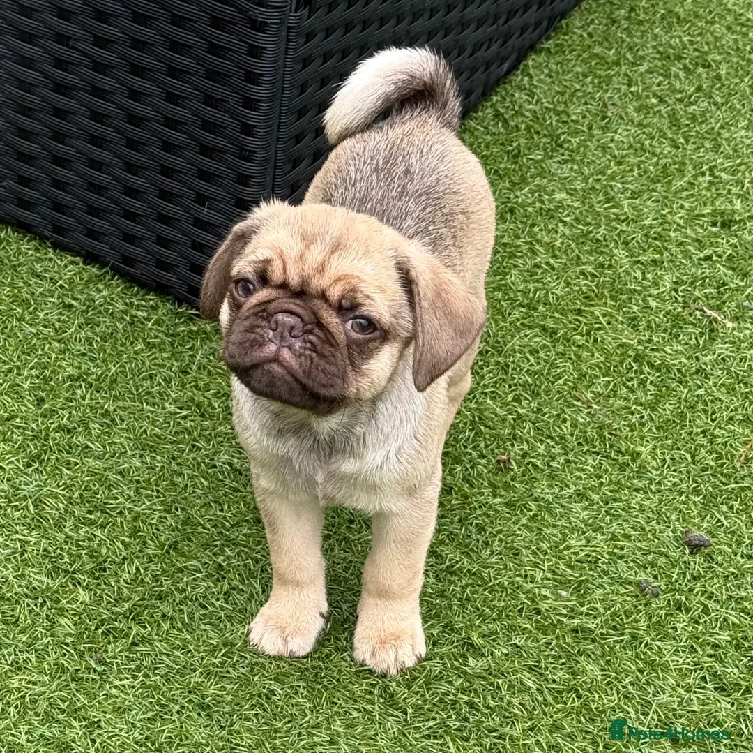 Pug dogs for sale: Absolutely Stunning KC registered Pug Puppies  - Advert 14