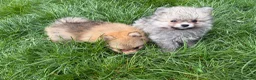 Pomeranian dogs for sale: Beautiful friendly and playful puppys pomeranians - Advert 10