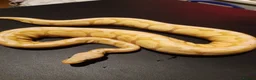 Python Snake reptiles for sale: Royal Python collection in Westcliff-on-Sea - Advert 6