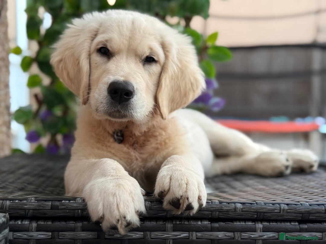 Golden Retriever dogs for sale: Golden retriver - Image 2