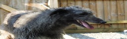 Deerhound dogs for stud: Scottish Deerhound Stud in Wisbech - Advert 3