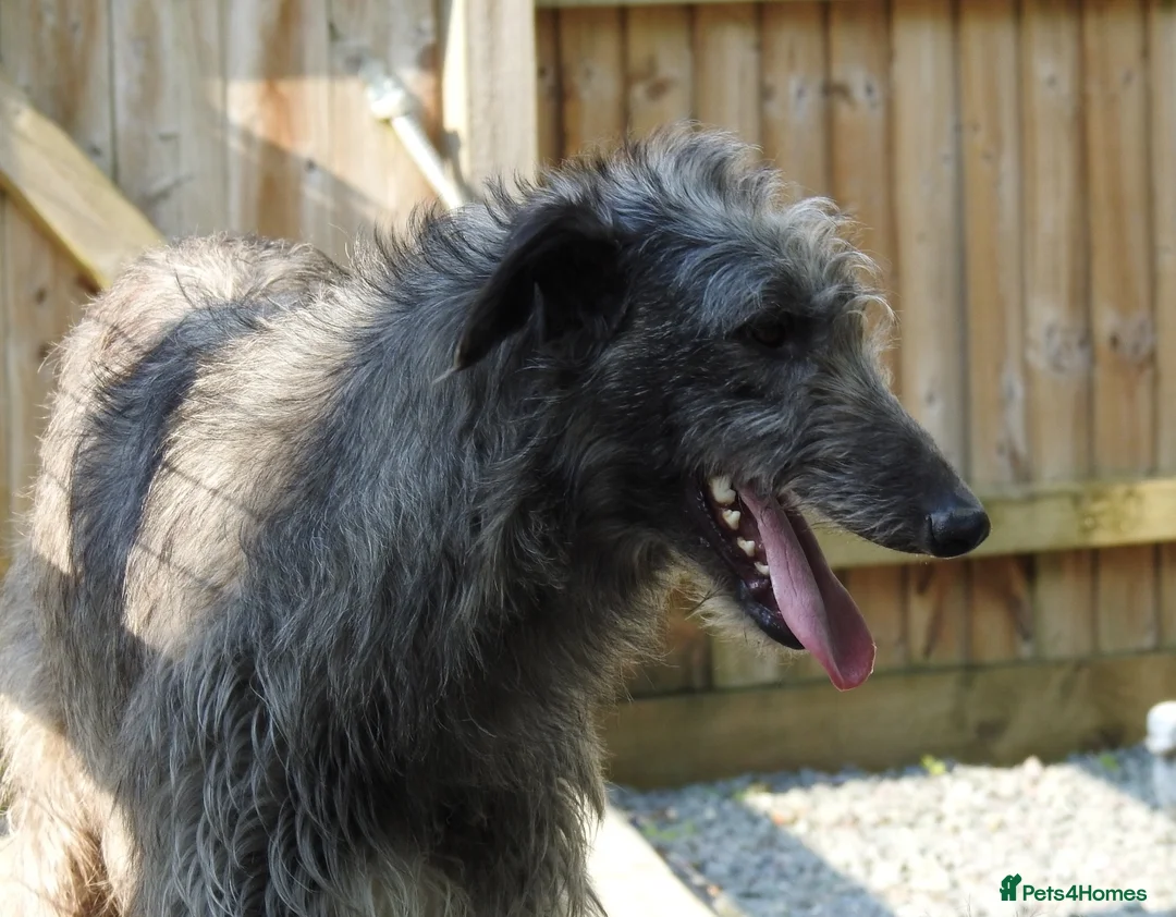 Deerhound dogs for stud: Scottish Deerhound Stud in Wisbech - Advert 3