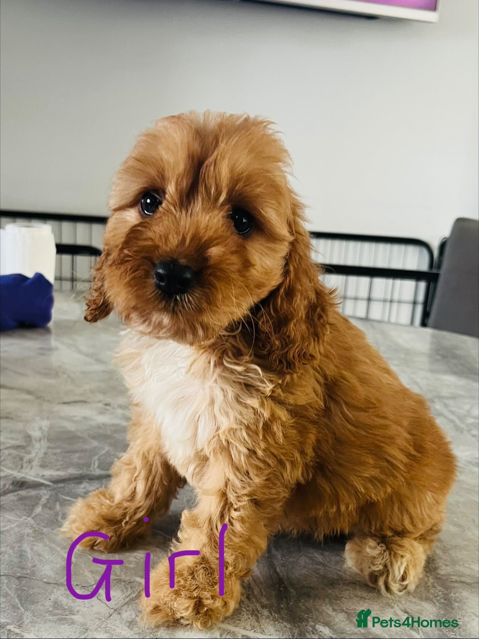 Cockapoo dogs F1 Show cockapoos (ready now) - Advert 2