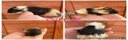 Guinea Pig rodents for sale: 6 Female, 3 male guinea pigs for new homes  - Advert 6