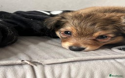 Mixed Breed dogs for sale: X2 Dauchshund/ Pomeranian pups - Image 1