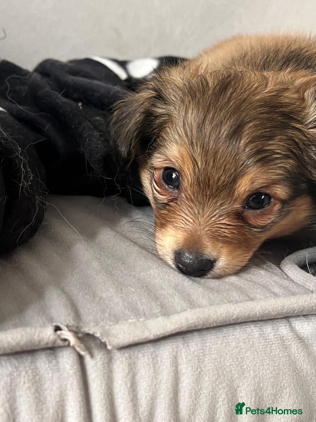 Mixed Breed dogs for sale: X2 Dauchshund/ Pomeranian pups - Image 1