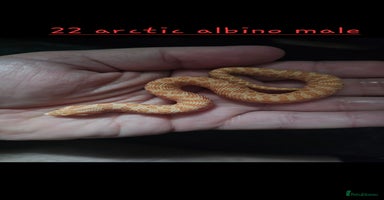 Snake reptiles - Advert 8