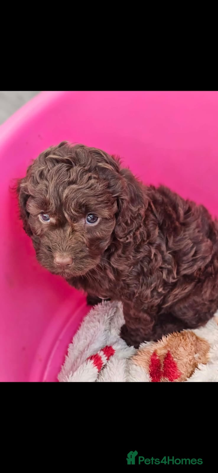 Cockapoo dogs CHOCOLATE BOY AVAILABLE  - Advert 1