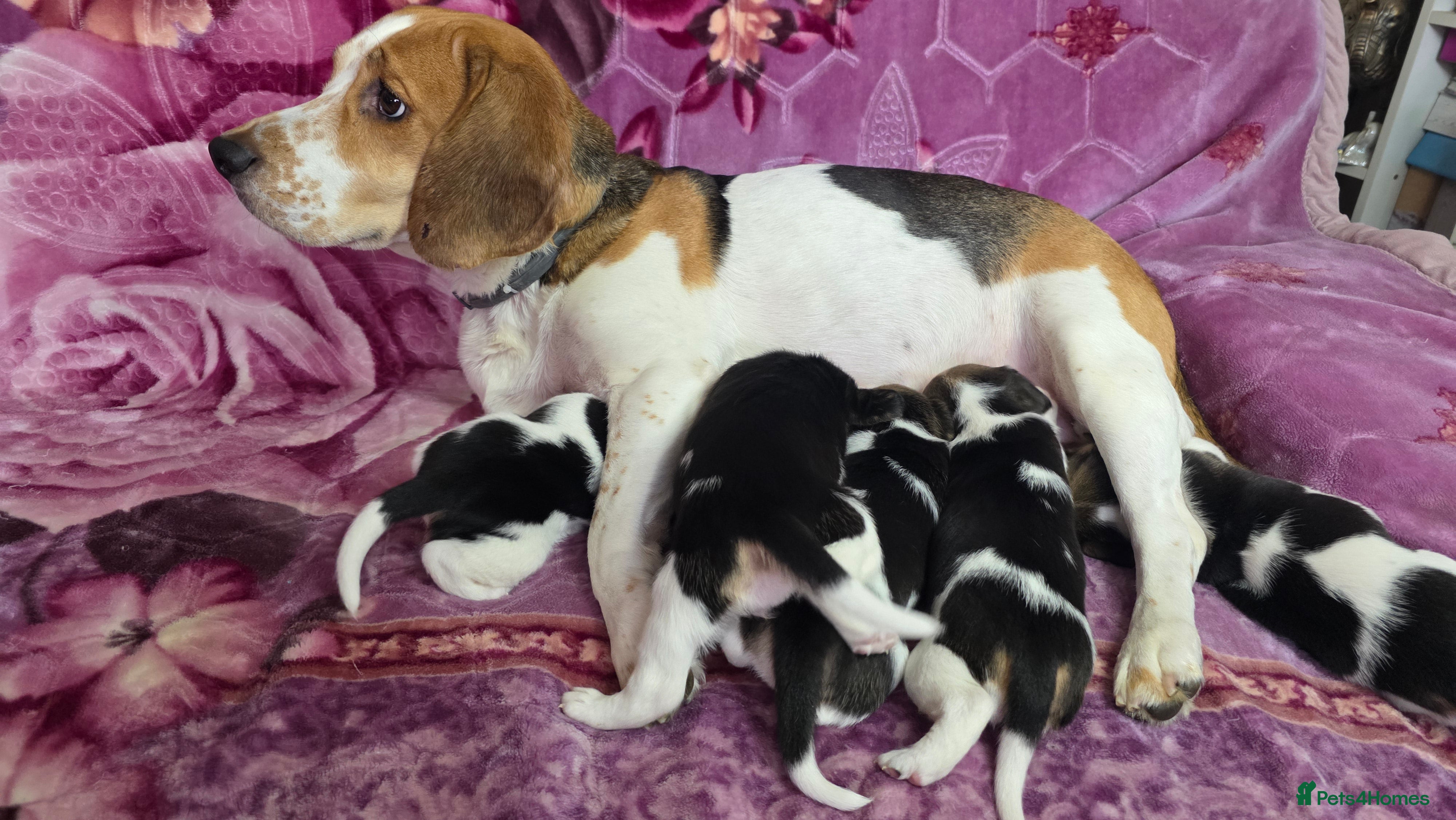 Beagle dogs Beautiful Beagle puppies looking for loving homes - Advert 1