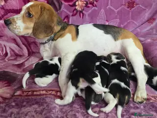 Beagle dogs Beautiful Beagle puppies looking for loving homes - Advert 2