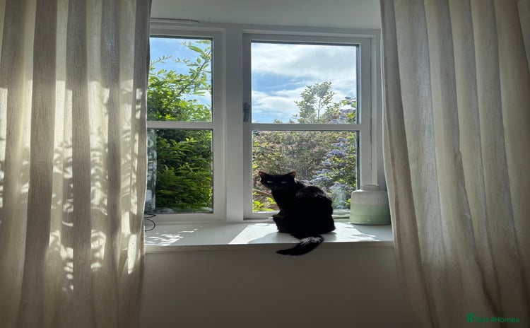 Domestic Shorthair cats - Advert 2