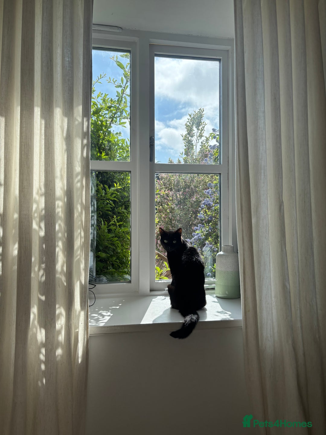Domestic Shorthair cats for sale: Female cat for rehoming  - Image 1