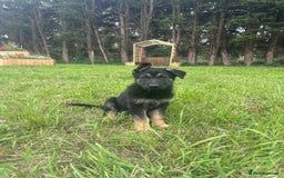 German Shepherd dogs for sale: Male And Female KC German Shepherd Puppies. - Image 4