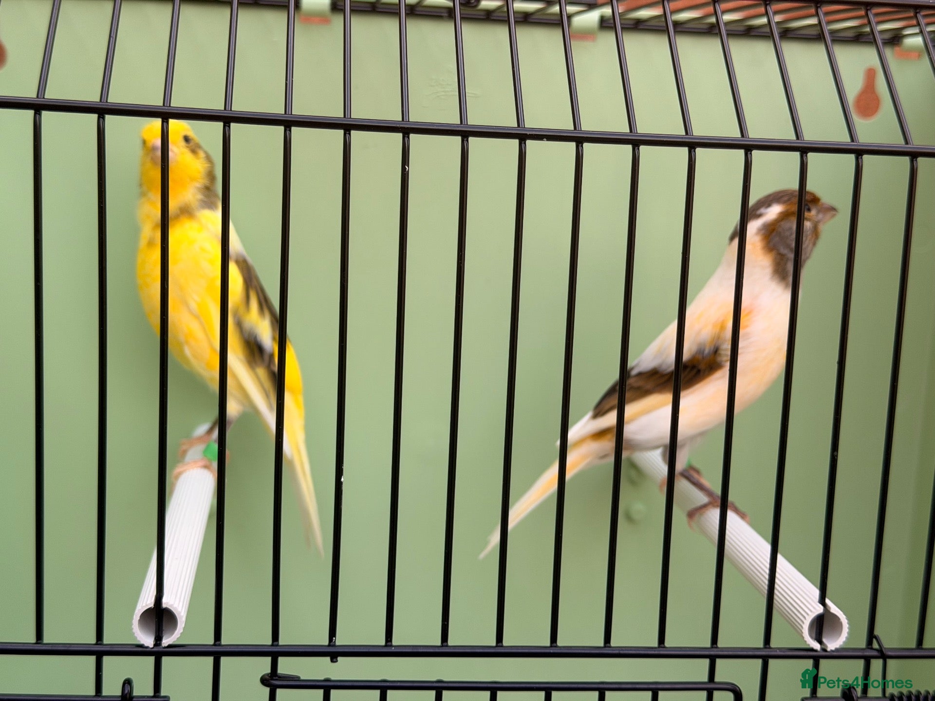 Finches birds Very nice colour harlequin canary’s pair - Advert 17