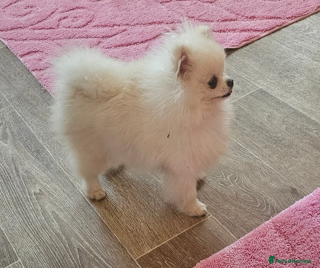 Pomeranian dogs for sale: Extra small pom girl 1kg - Image 3