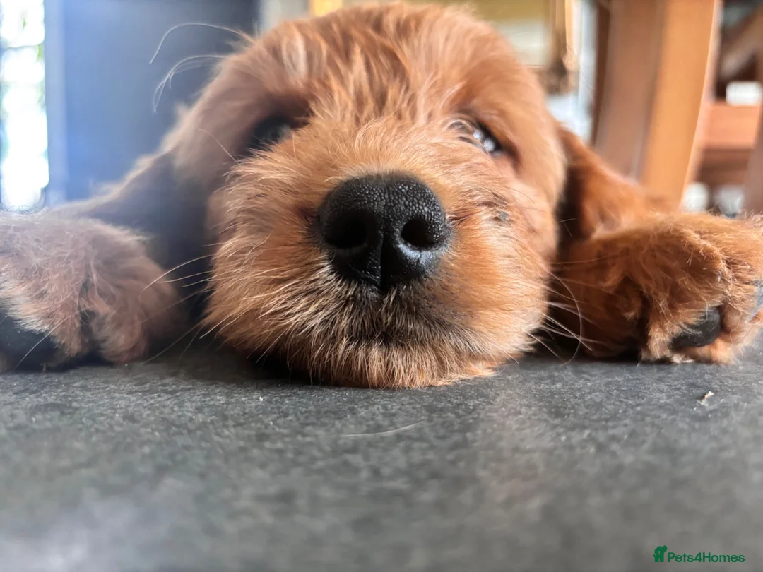 Mini Goldendoodle dogs for sale: F1 Medium sized Goldendoodles  - Advert 2