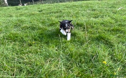 Border Collie dogs for sale: 4 border collie males looking for forever homes  - Image 4