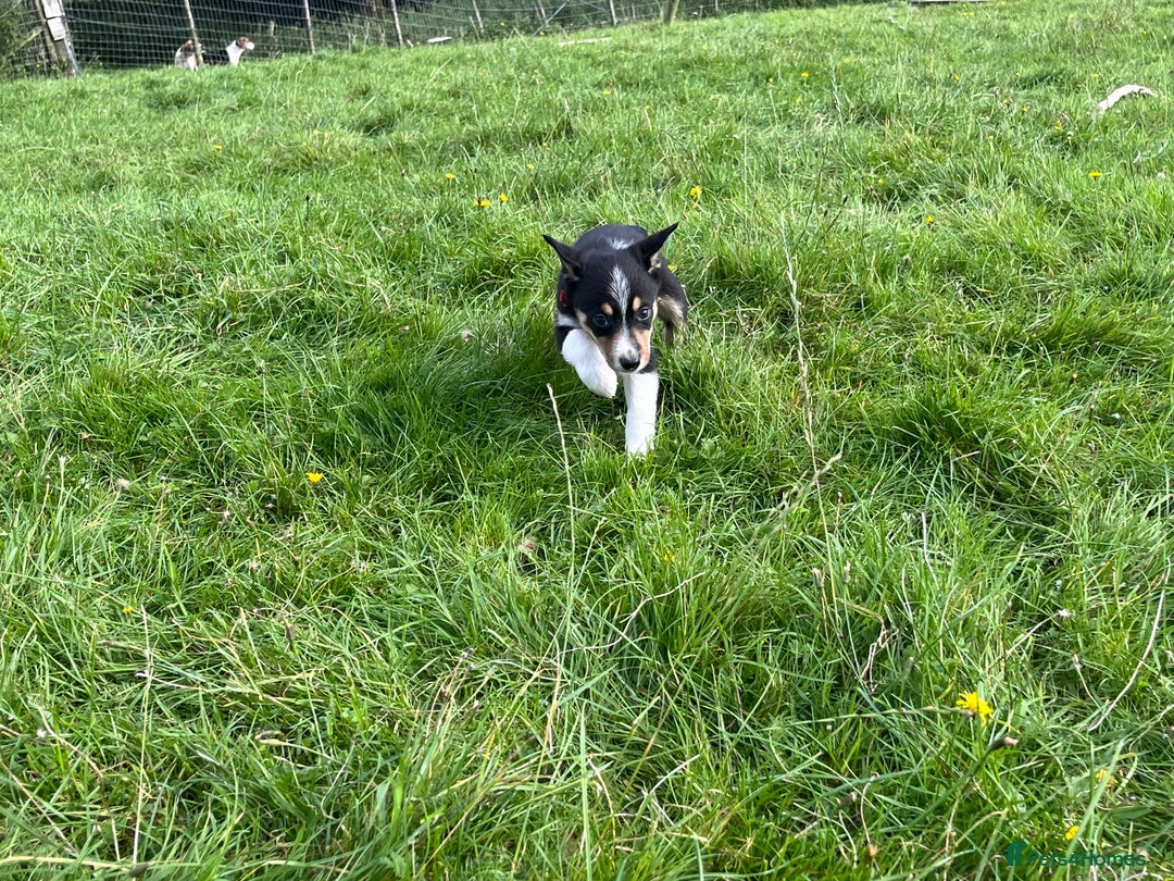 Border Collie dogs for sale: 4 border collie males looking for forever homes  - Image 4