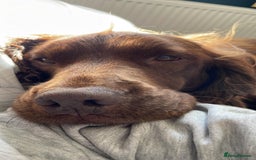 Sprocker dogs for stud: Sprocker Stud - Image 12