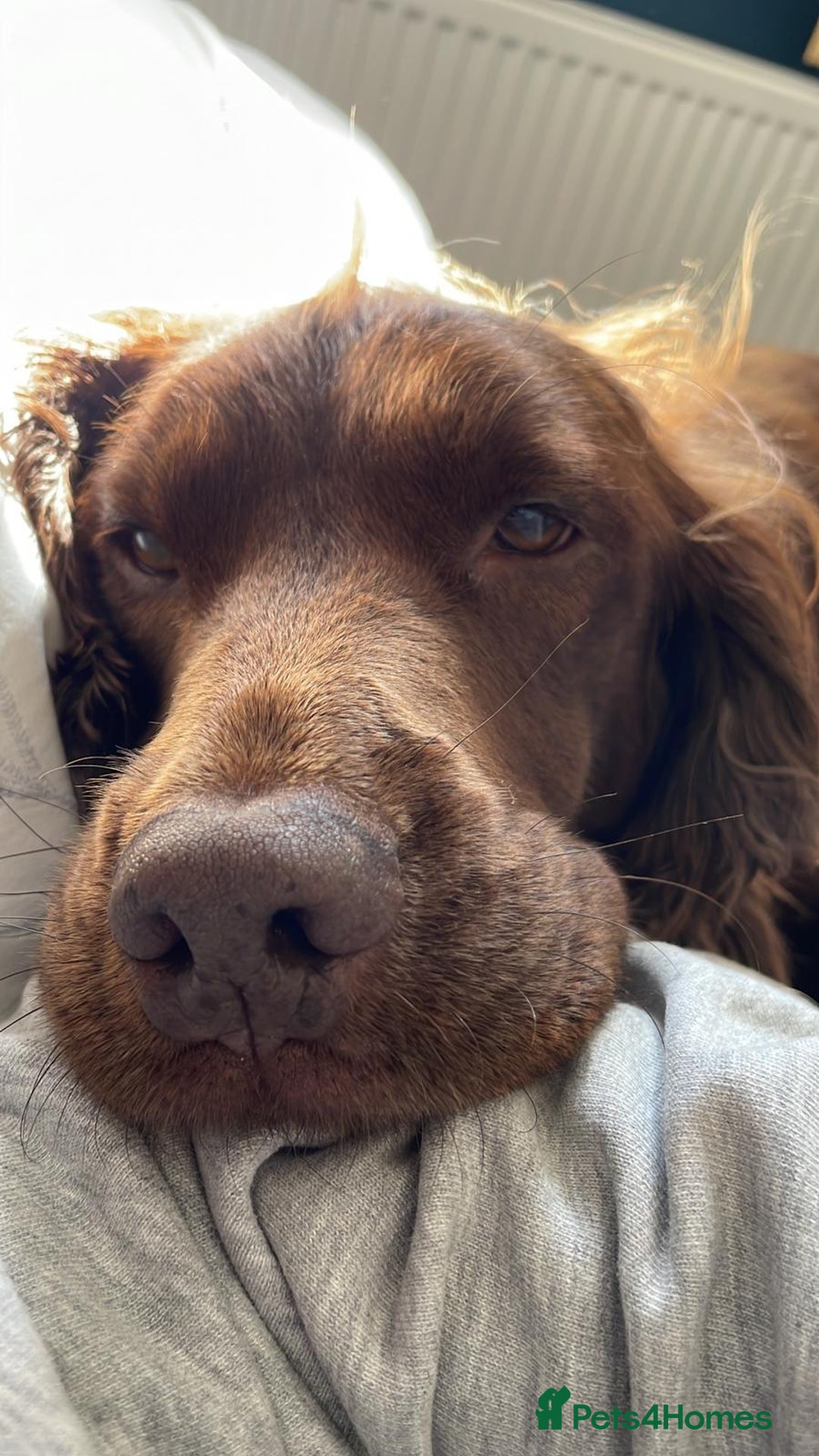 Sprocker dogs for stud: Sprocker Stud - Image 12