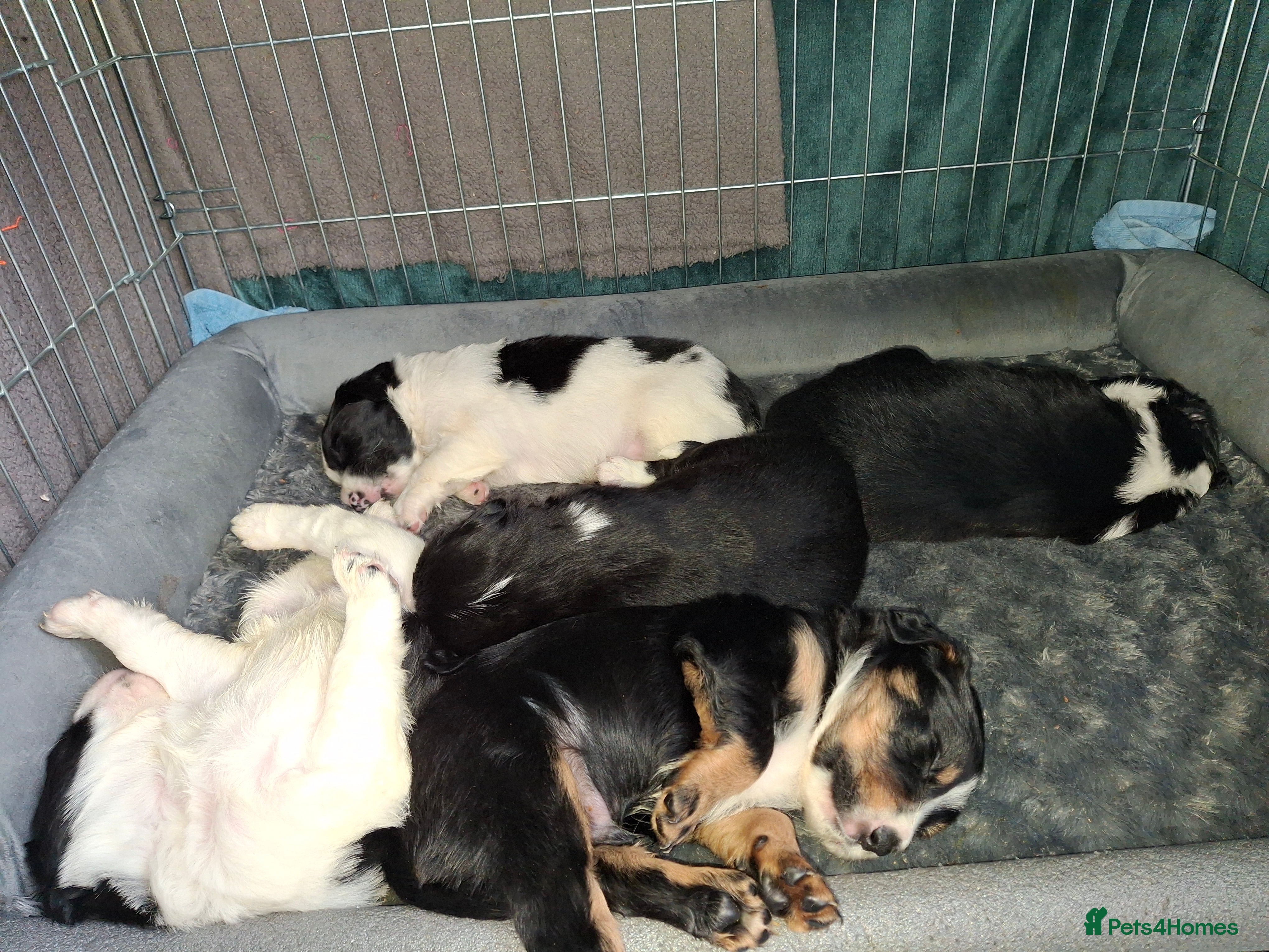 Sprollie dogs Puppies  - Advert 2