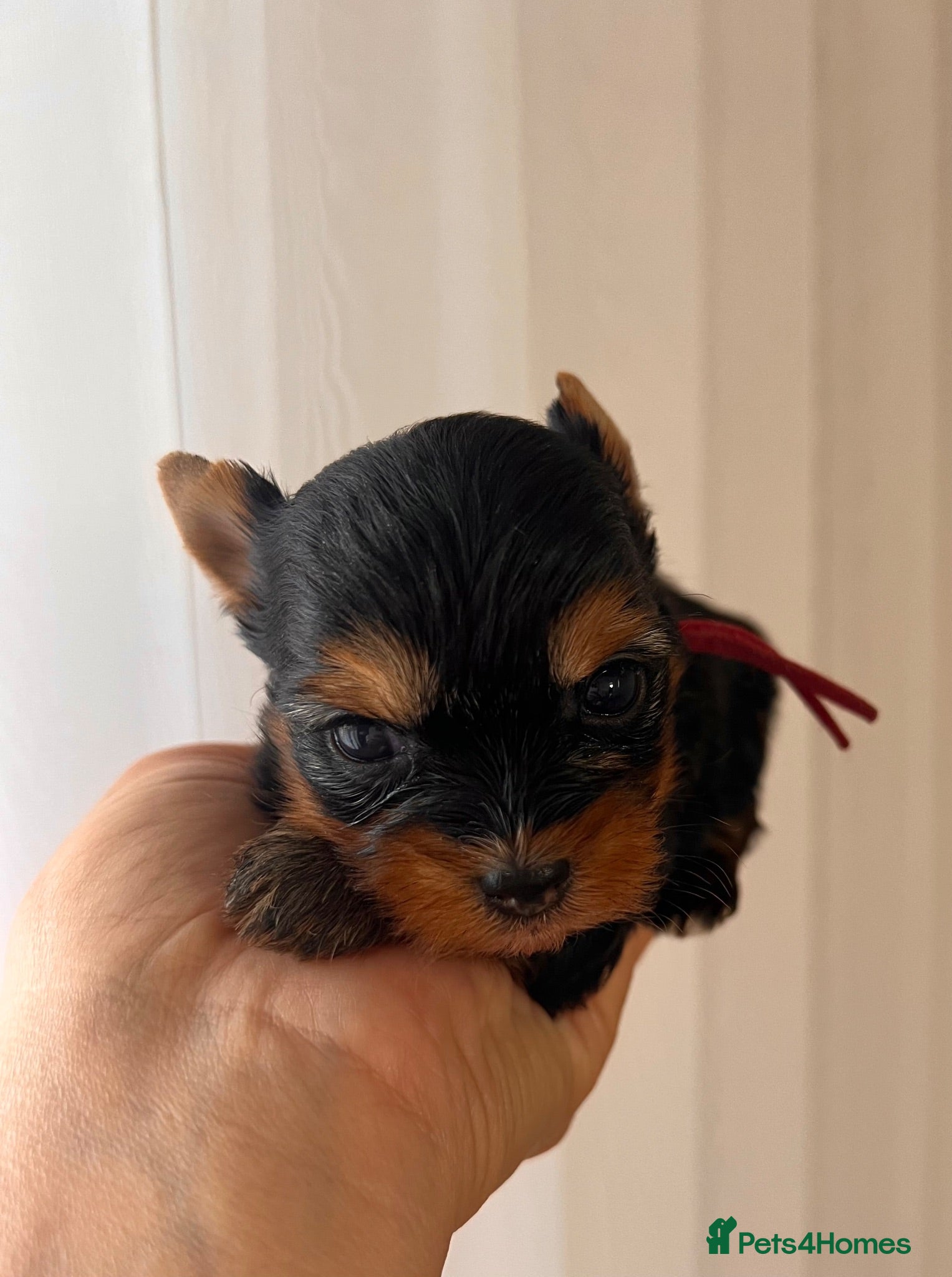 Yorkshire Terrier dogs ❣️ Beautiful Miniature Yorkshire Terrier Puppies❣️ - Advert 17