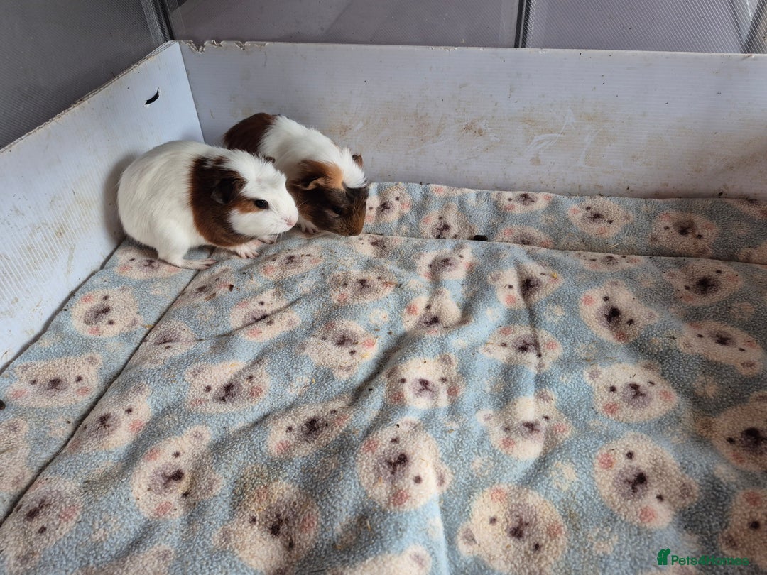 Guinea Pig rodents for sale: 2 handsome boys looking for forever home - Image 4