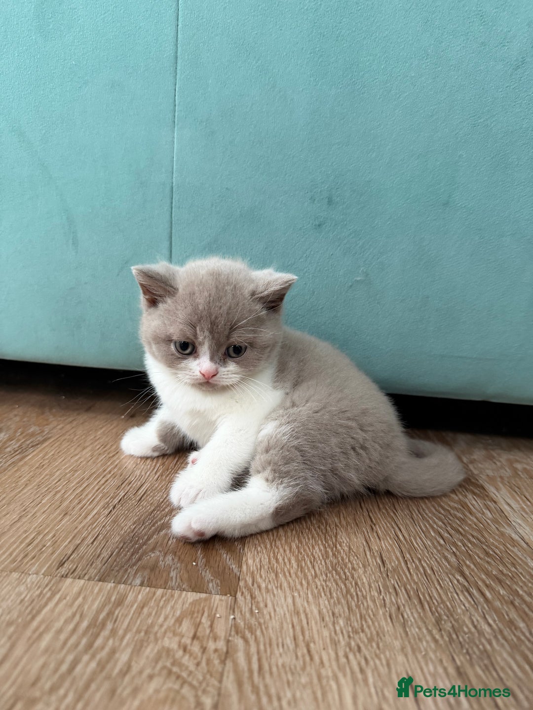 British Shorthair cats for sale: Luxury British Shorthair Kittens–Chocolate & Lilac - Advert 6