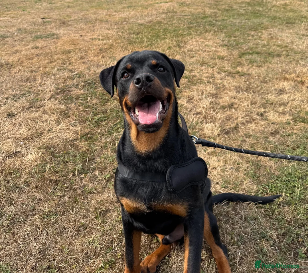 Rottweiler dogs for sale: 6 month old Rottweiler looking for loving home  - Advert 2