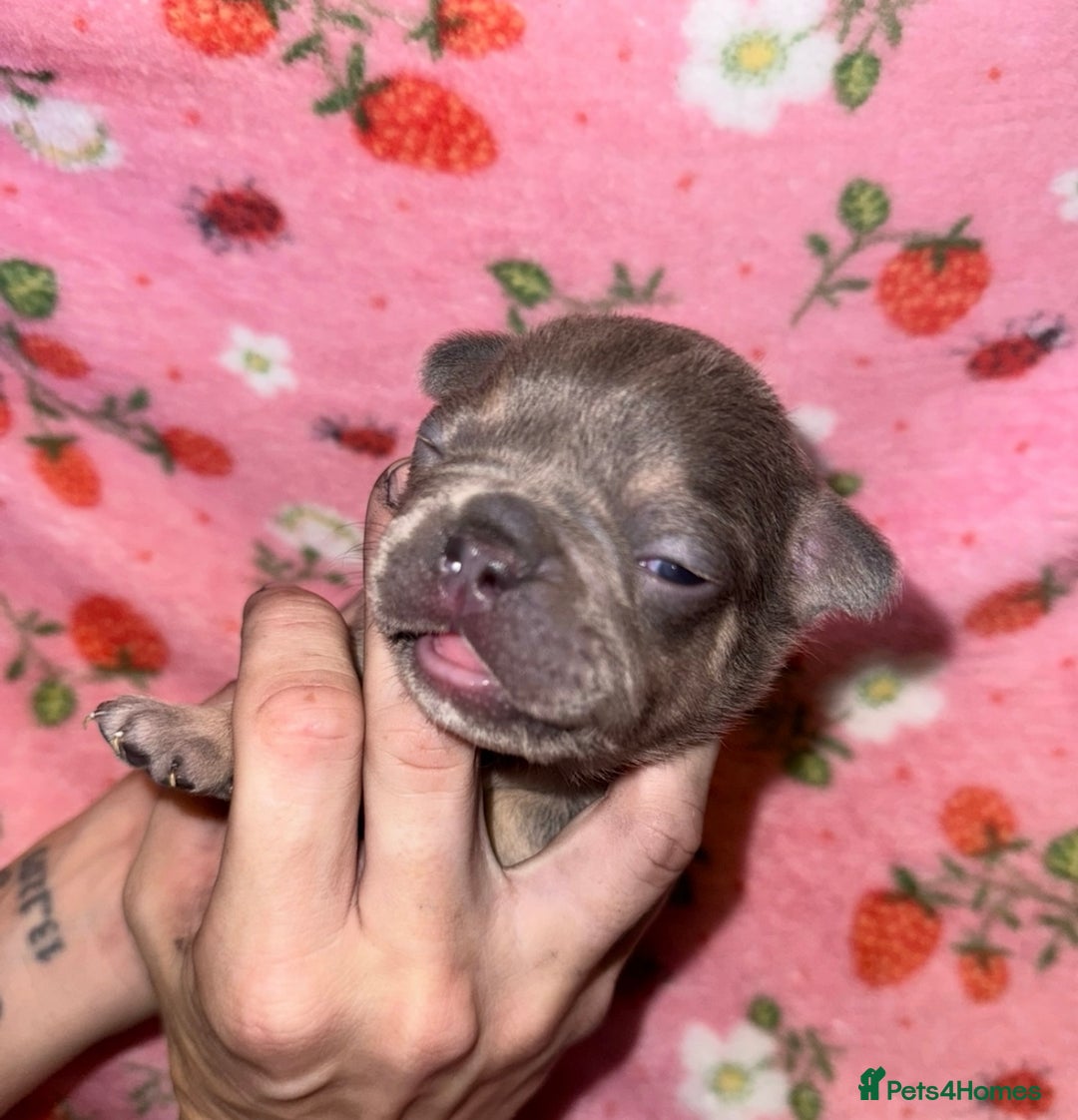 French Bulldog dogs for sale: French Bulldog Puppies  - Image 2