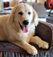 Golden Retriever dogs - Advert 1