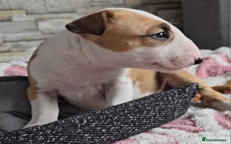 English Bull Terrier dogs for sale: Top Quality health tested champions lines - Image 11