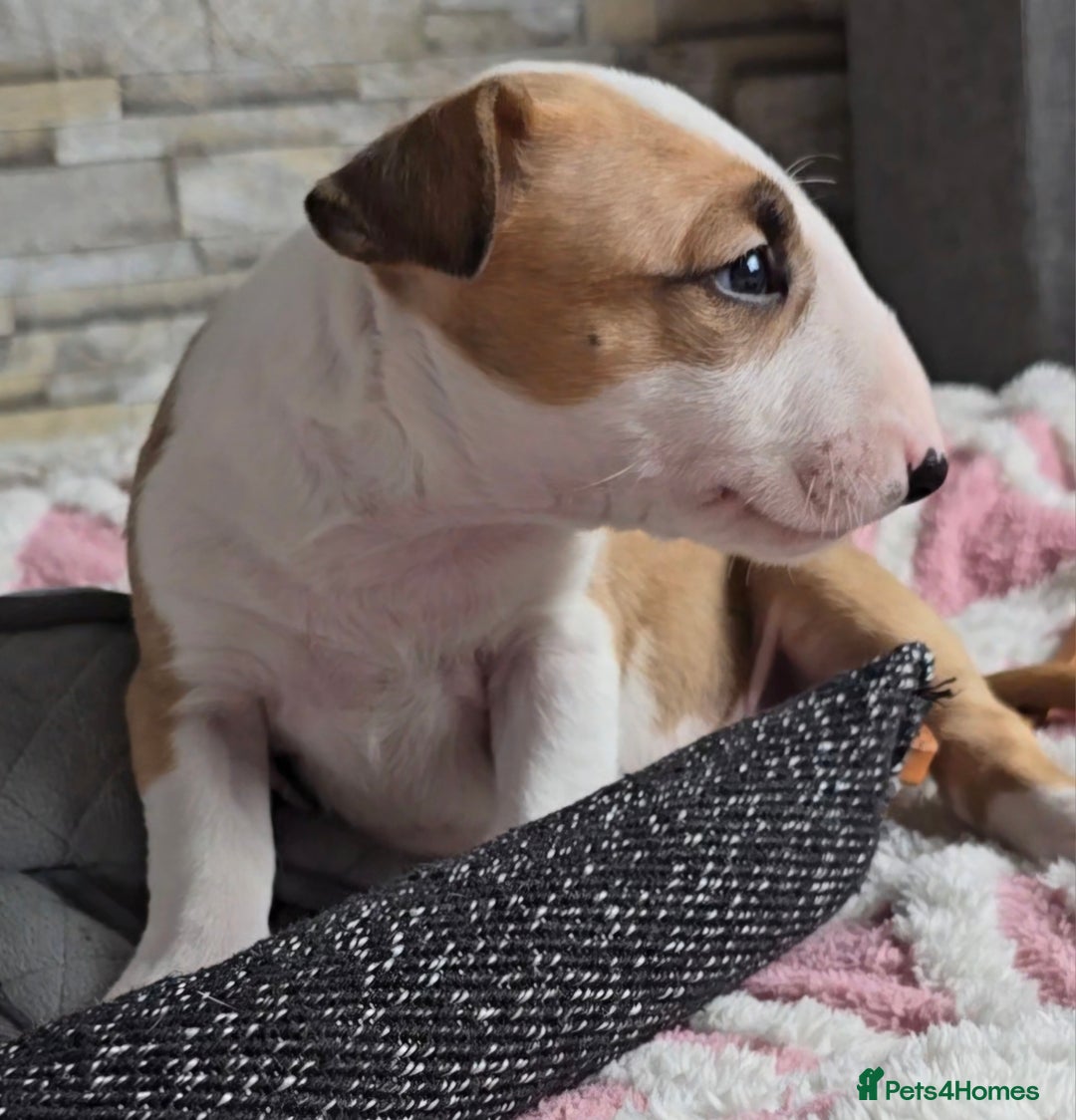 English Bull Terrier dogs for sale: Top Quality health tested champions lines - Image 11