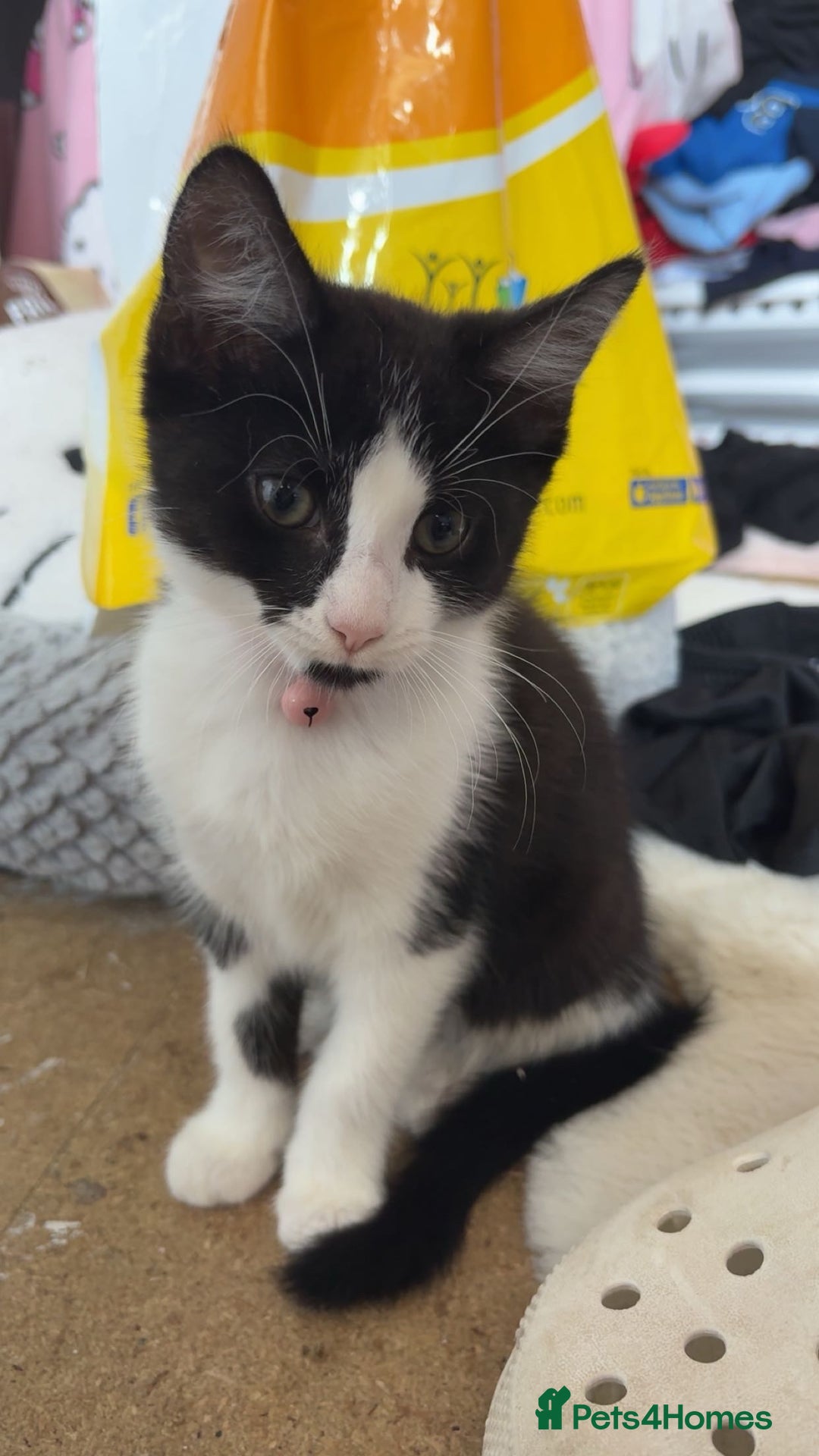 British Shorthair cats for sale: 2 beautiful female kittens for sale - Advert 3