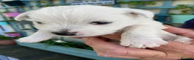 West Highland Terrier Puppy 5