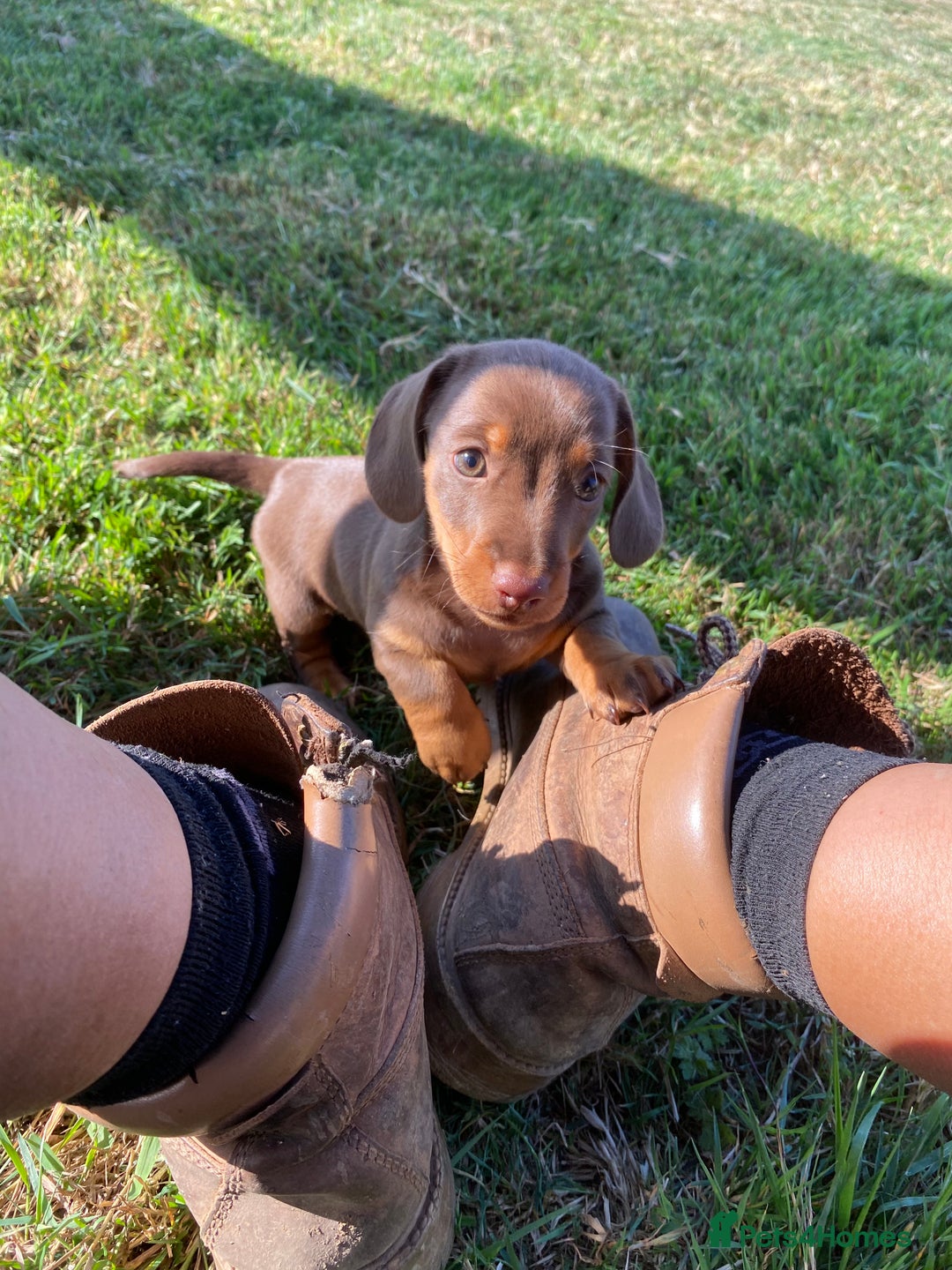 Dachshund dogs for sale: 1 gorgeous sausage dog boy  - Image 3