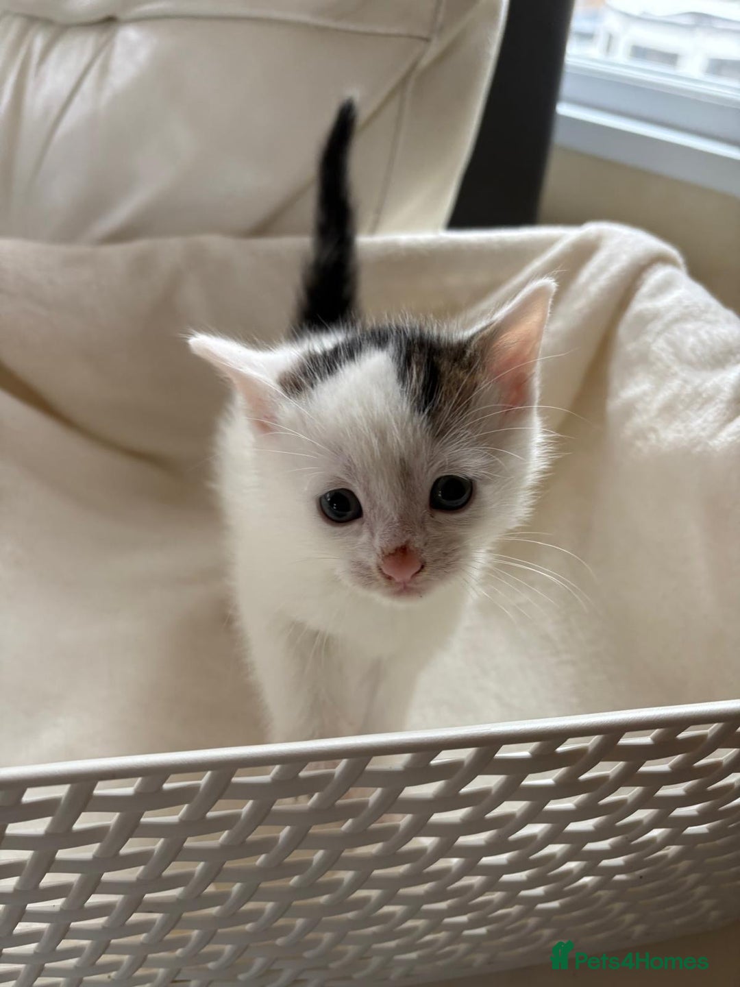 British Shorthair cats for sale: British Shorthair Kittens!  - Image 23