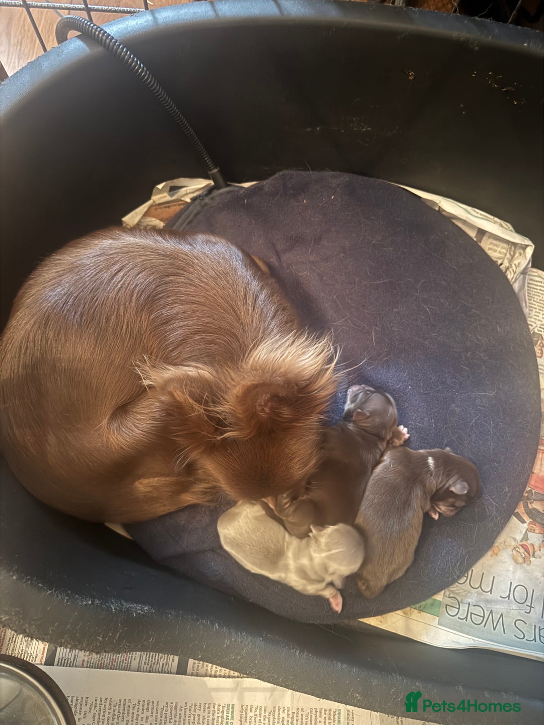 Chihuahua dogs for sale: Stunning top quality long haired Chihuahuas - Advert 15