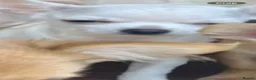 Chihuahua dogs for sale: Chihuahua puppy female  - Advert 5