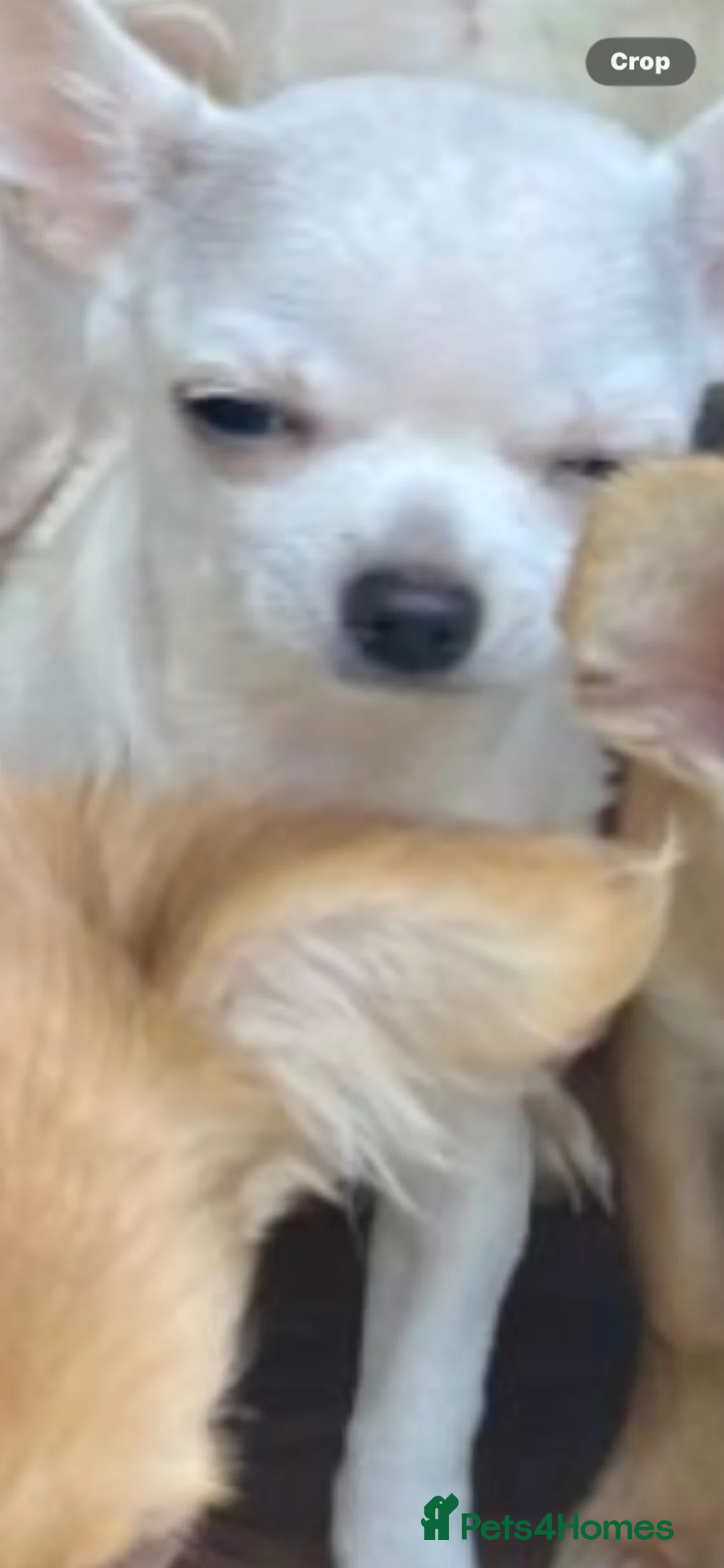 Chihuahua dogs for sale: Chihuahua puppy female  - Advert 5