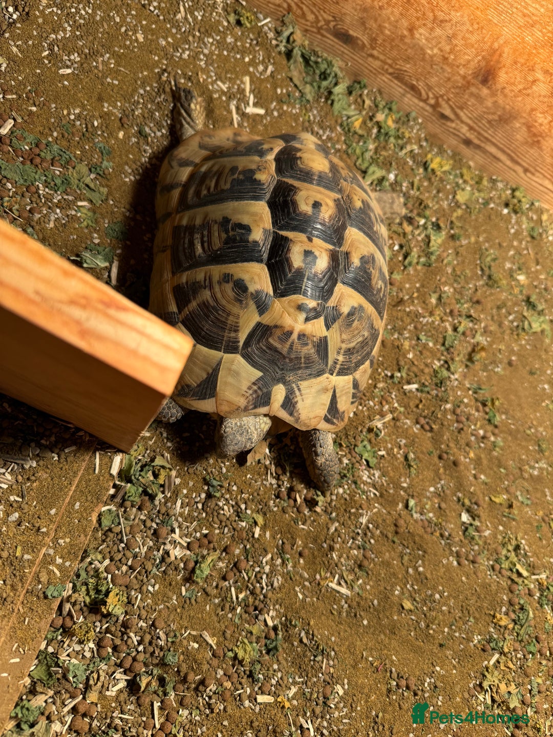 Tortoise reptiles for sale: Female hermann tortoise age 5 - Image 2