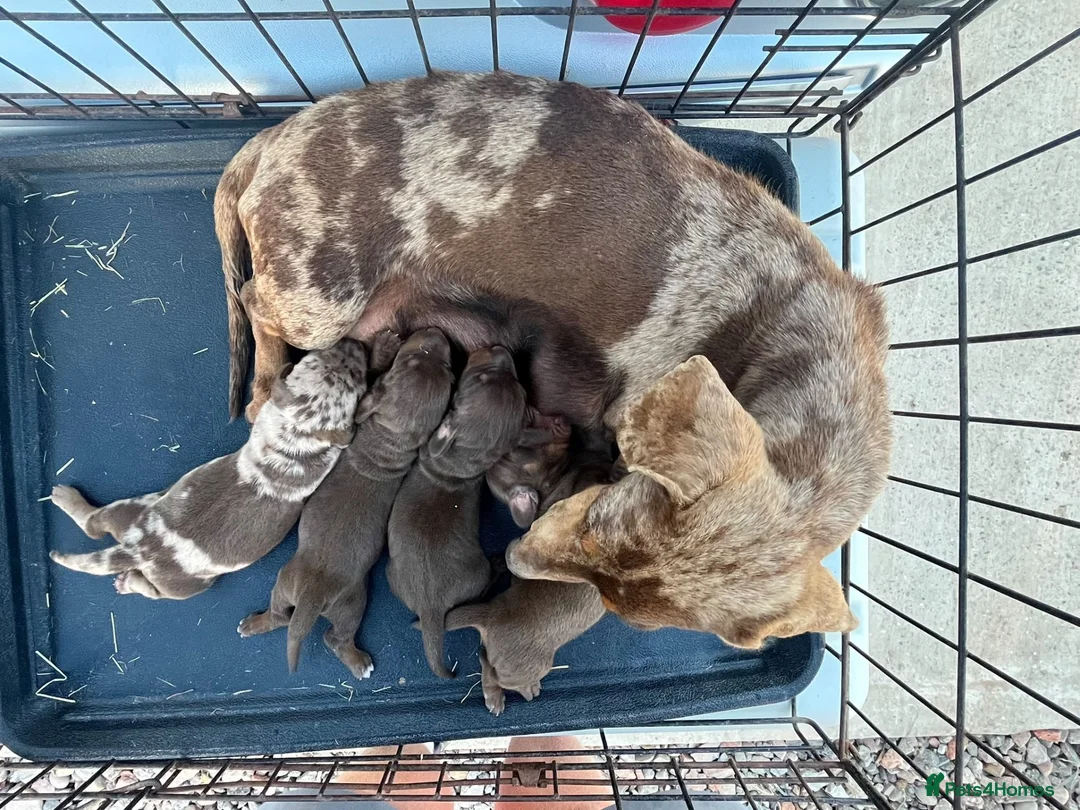 Miniature Dachshund dogs for sale: Dachshund  - Advert 4